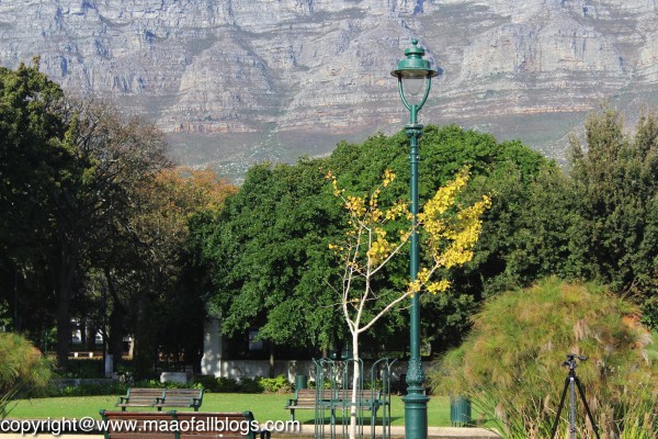 Company Gardens with the Table Mountain in the backdrop