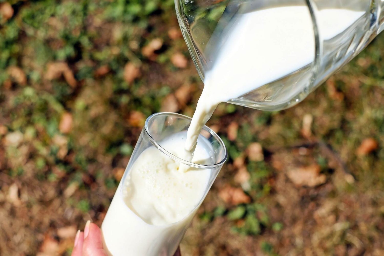 cow's milk - Ayurvedic diet for winters