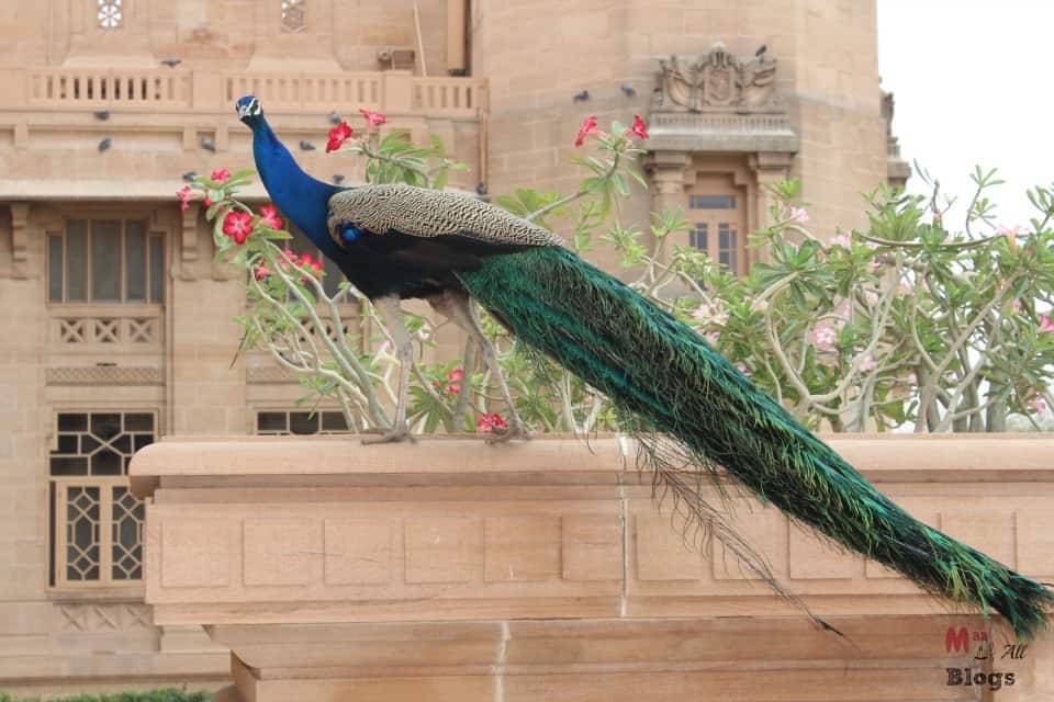 Jodhpur Umaid Bhawan Palace peacock